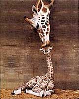 Giraffe - First Kiss