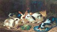 Rabbits Feast