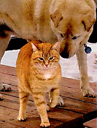 blind dog and seeing eye cat