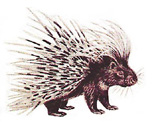 porcupine