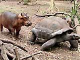 hippo and tortoise