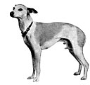 miniature greyhound
