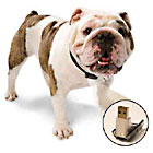 bulldog with rescue collar
