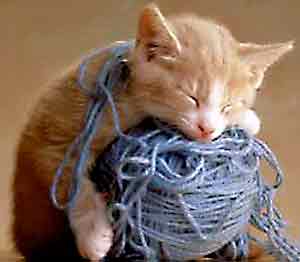 kitten with yarn
