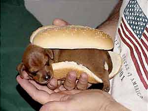 puppy in bun