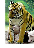 Pig And Tiger