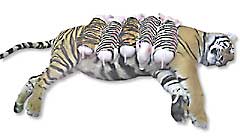 tiger and piglets
