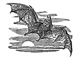vampire bat at moonrise